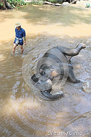 Take a bath elephant Editorial Stock Photo