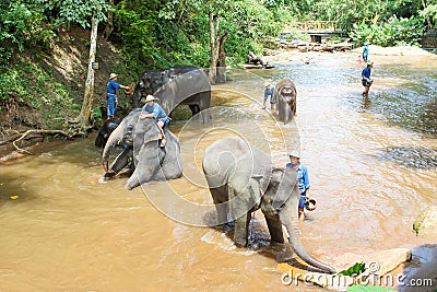 Take a bath elephant Editorial Stock Photo