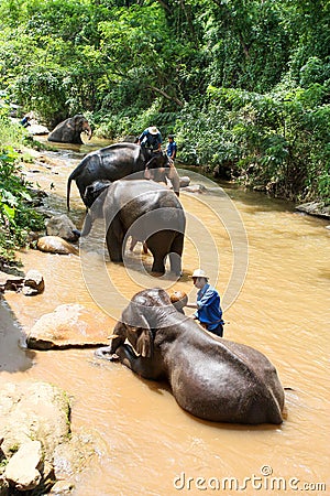 Take a bath elephant Editorial Stock Photo