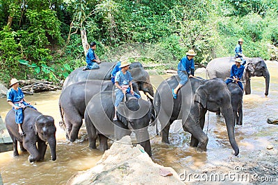 Take a bath elephant Editorial Stock Photo