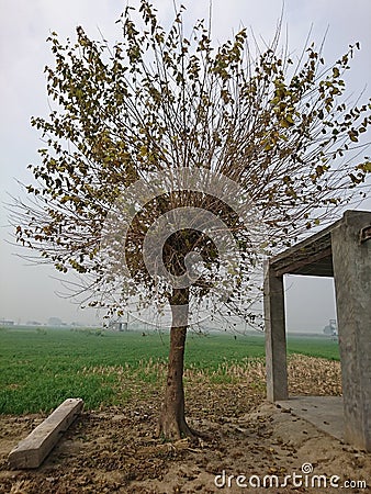 Old leaf are dropping a tree Stock Photo