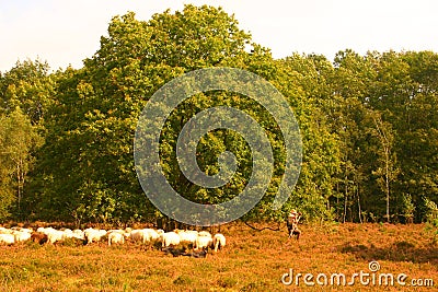 Take care of the sheeps Stock Photo