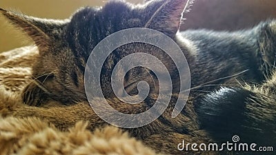 Take cat naps not catnip Stock Photo