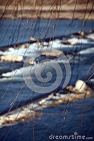 Close-up shots of willow branches in winter. Stock Photo