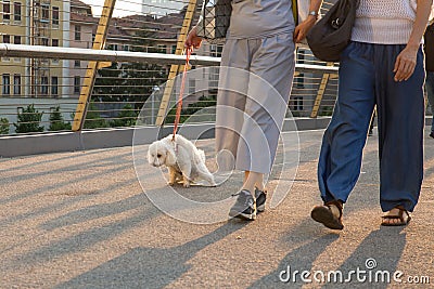 Take the dog to pee - poodle pee on a urban bridge Stock Photo