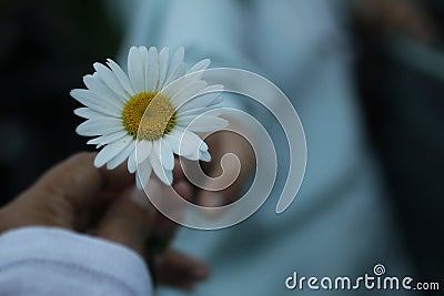 Take and give concept background of two persons hold a white daisy flower blossom in hand. Kindness and giving concepts with blurr Stock Photo