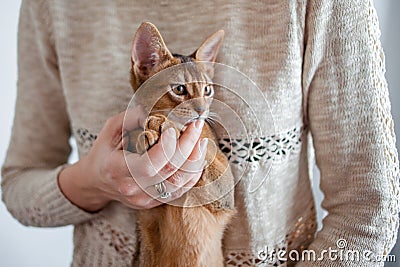 Take a kitten. Abyssinian kitten. Close-up portrait Stock Photo