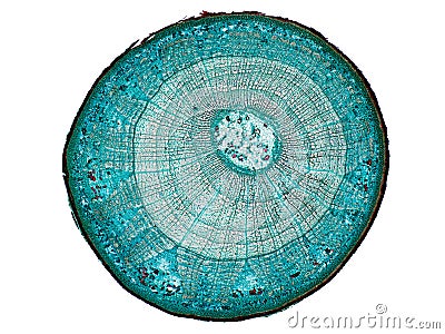 Cross section cut slice of plant stem under the microscope â€“ microscopic view of plant cells for botanic education Stock Photo