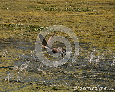 Take Off. Stock Photo