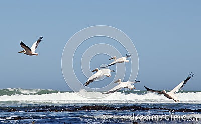 Take-off Pelicans over ocean Stock Photo