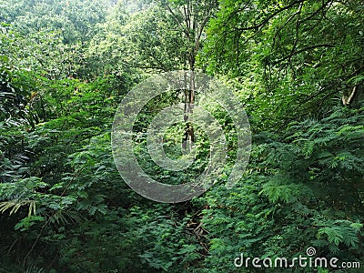 Take photo green tropical forests Stock Photo