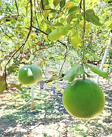 Tropical fresh fruit Pamelo citrus farm Stock Photo