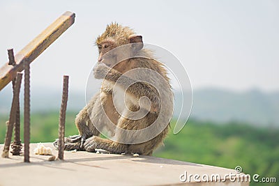 Take a picture of monkeys near you. Stock Photo