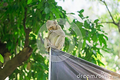 Take a picture of monkeys near you. Stock Photo