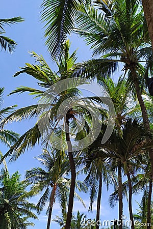 Rows of coconut trees on the beach of Anyer Carita, West Java, Indonesia Stock Photo