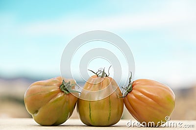 Tomatoes of a striped variety, typical Valencian tomato Stock Photo