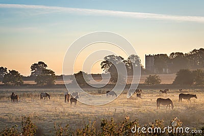 Horses in the Mist Stock Photo