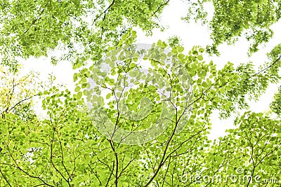 Fresh green, Japanese park in May Stock Photo