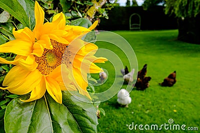 Close-up of a sunflower, showing its delicate detail, with a small flock of hens grazing in the background, in a large garden. Stock Photo