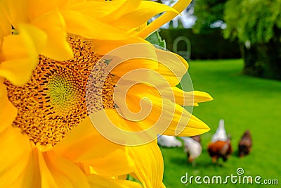 Close-up of a sunflower, showing its delicate detail, with a small flock of hens grazing in the background, in a large garden. Stock Photo