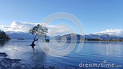 Famous Wanaka tree on the water. Stock Photo