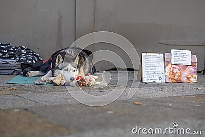 Cologne, Germany - November 13, 2023: Husky Dog Begging for Money Near Cologne Central Station Editorial Stock Photo