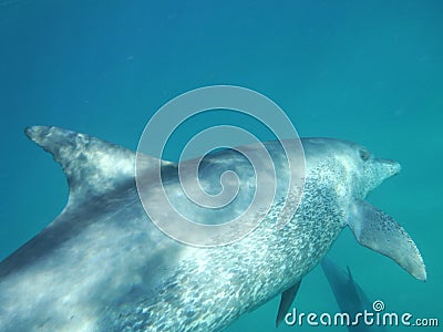 Mozambique Dolphin Stock Photo