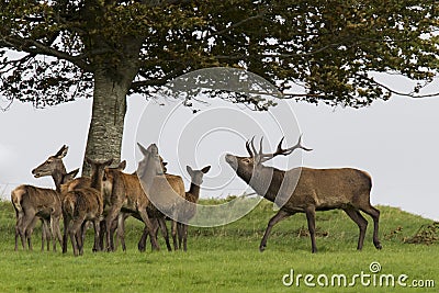 Red Stag and Hinds Stock Photo