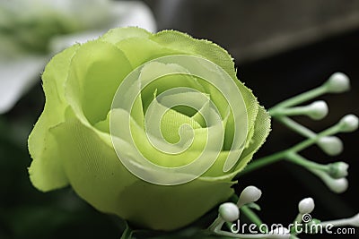 LIME GREEN ROSE CLOSEUP MACRO Stock Photo