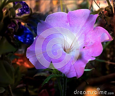 COLOURFUL PINK FLOWER FANTASY DREAMS Stock Photo