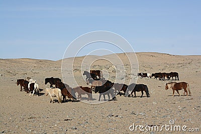 Takhi (Przewalski) horses in the wild Chuun Bogd valley, Gobi Desert, Mongolia. Stock Photo