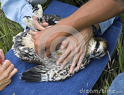 After Taking Blood from Juvenile Osprey (Pandion haliaetus) Stock Photo