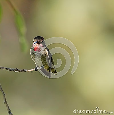 Taking a Break on a Small Branch Stock Photo