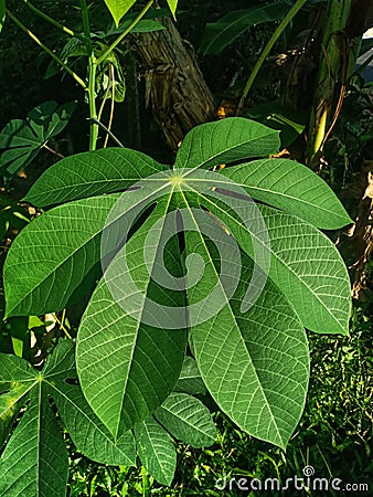 Taking close-up photos of the leaves of the cassava plant Stock Photo