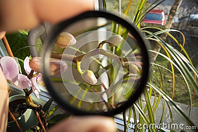 Taking a closer look on orchid flower buds blossoming while observing it through the magnifier glass and enlarging it Stock Photo