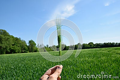 Taking in hand wheat spikes Stock Photo