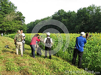 Taking Photos of the Sunflowers Editorial Stock Photo