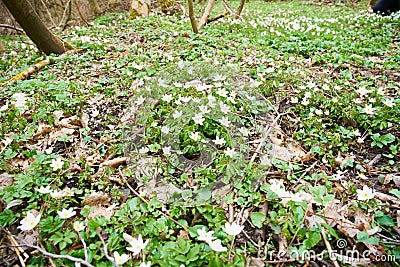 Taking picture of anemone in blossom Stock Photo