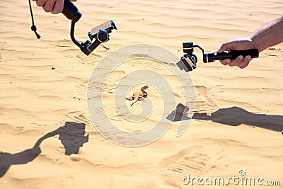 Taking picture of Spotted toad-headed Agama Stock Photo