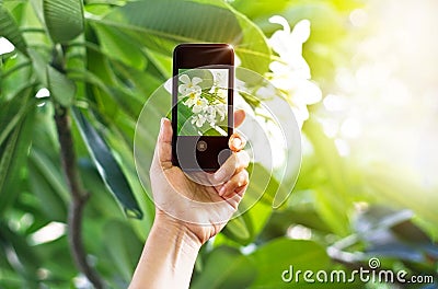 Taking pictures white flower with mobile smart phone in the nature Stock Photo