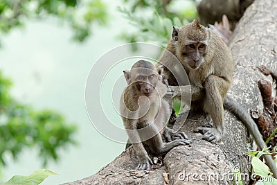 The face of two monkeys Stock Photo