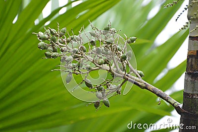 Tala palm at a forst Stock Photo