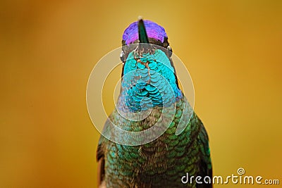 Talamanca admirable hummingbird, Eugenes spectabilis, detail bill portrait of beautiful bird. Wildlife scene from nature. Detail Stock Photo