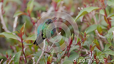 talamanca hummingbird sleeping while perched on a shrub at costa rica Stock Photo