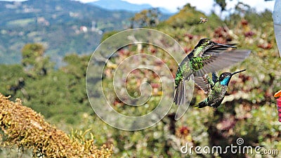 Talamanca hummingbirds in flight Stock Photo