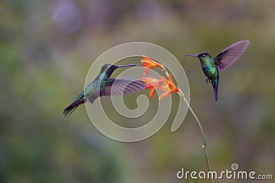 Talamanca Hummingbirds 837223 Stock Photo