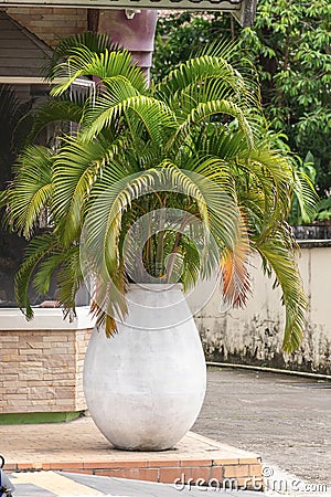 on Talang Street, we see close-up shot of large potted palm tree Editorial Stock Photo