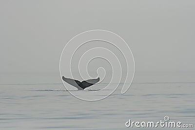 Tale of whale emerging from the water Stock Photo