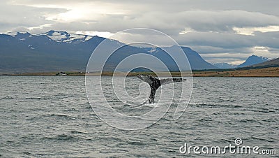 Tale of the whale in the fjord Stock Photo