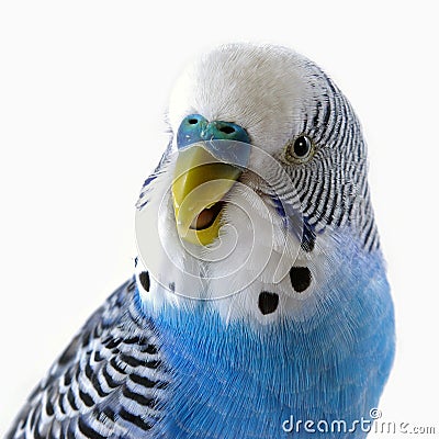Talking blue wavy parrot. The Portrait. Stock Photo